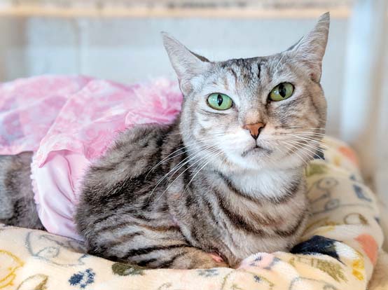 Pet of the Week